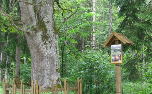 3_Purvino II ąžuolas.jpg